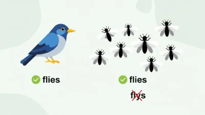 Flys vs Flies
